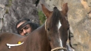 Caspian Horse_10